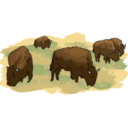 a herd of bisons